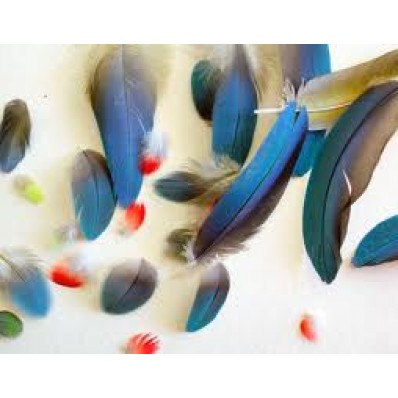 amazon parrot plumage feathers