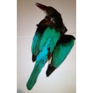 Kingfisher Full Skin Fly Tying 