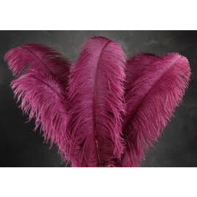 Feather plumes sales