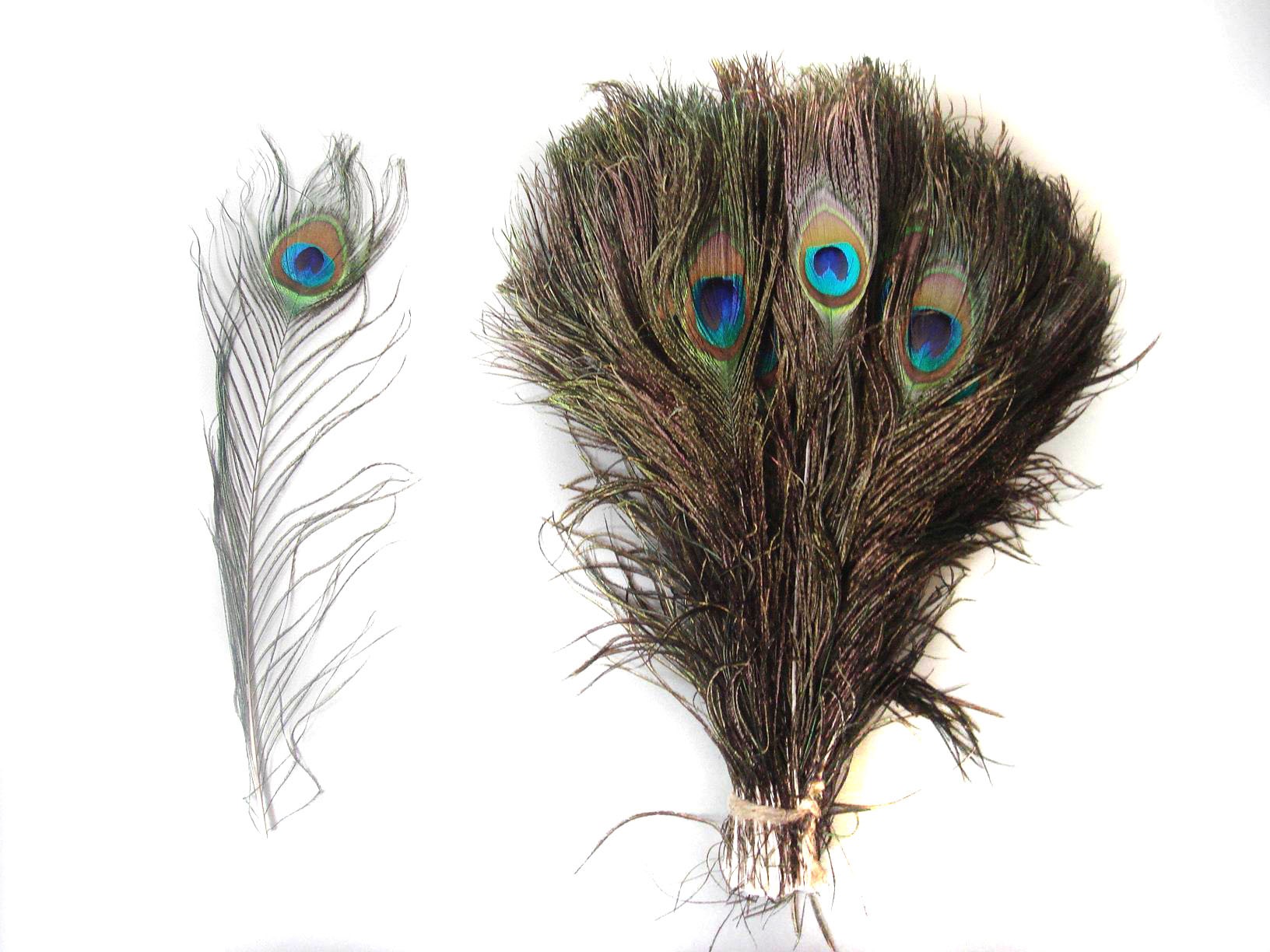 50 Peacock Feathers 10-12inch - Peacock Feathers - Feathers & Boas