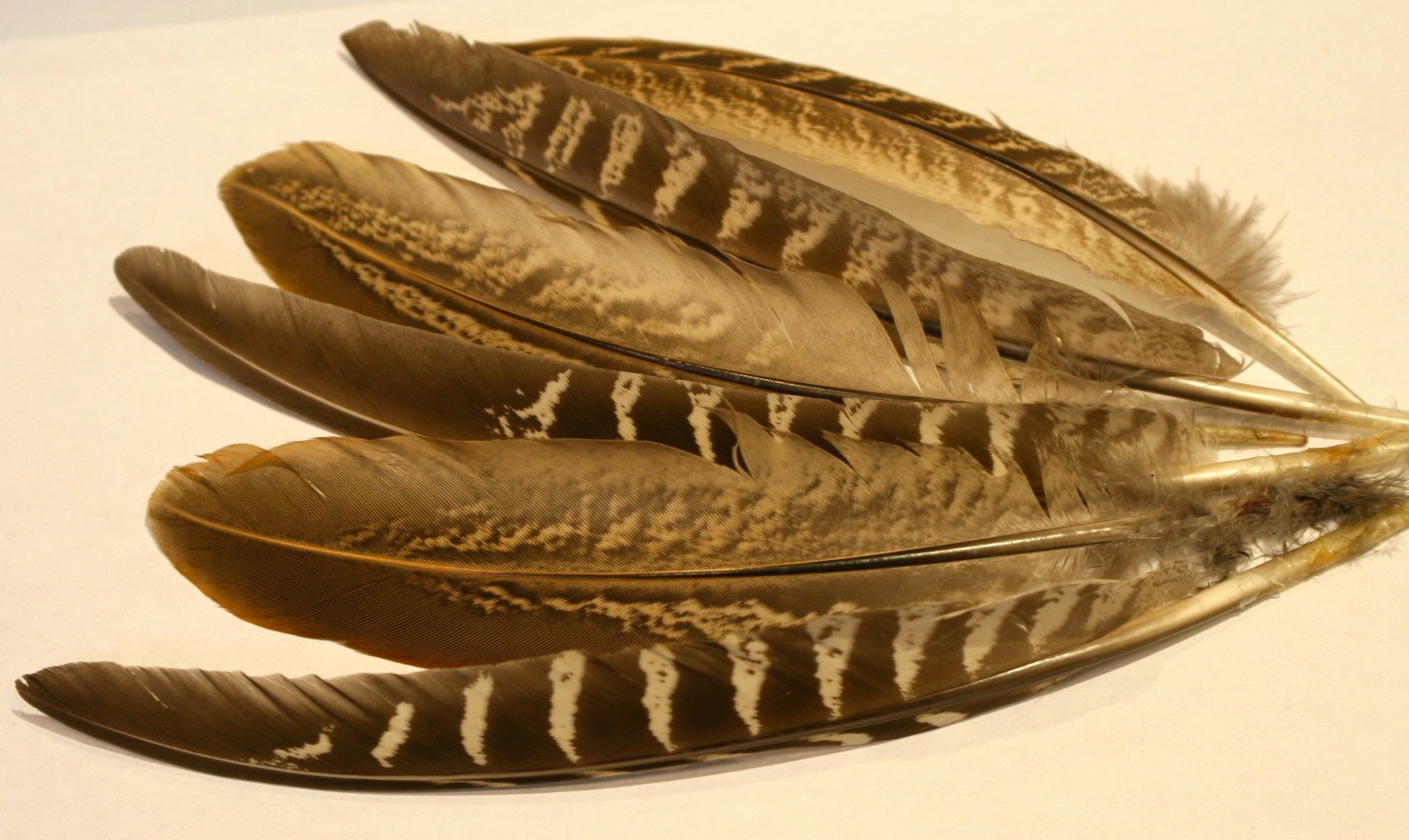 bag of hen pheasant wing feathers - Pheasant Feathers & Skins