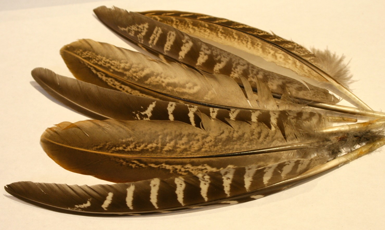 Pheasant feathers shop
