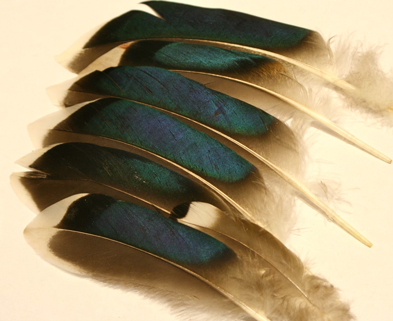 Mallard Duck Wing Feathers Bagged Feathers Feathers Boas