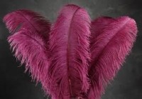 24 inch ostrich feathers clearance