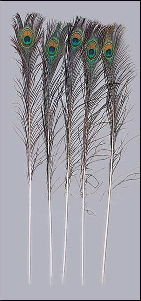 Giant peacock feathers clearance