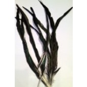 6x 10-14inch long black coque feather 