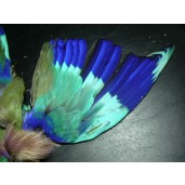 Indian Roller Blue Jay skin
