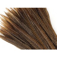 RING NECK PHEASANT FEATHERS 10 PK 20-22inch