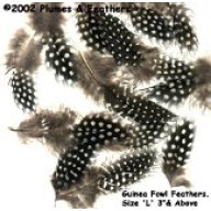 guinea fowl plumage