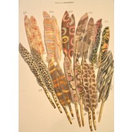 Fashion Printed Feathers