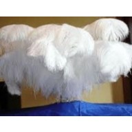 ostrich plume feather 24-26inch all colours