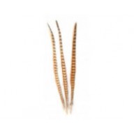 Ringneck Pheasant Feathers