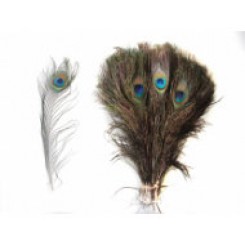 50 Peacock Feathers 10-12inch