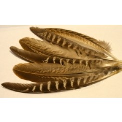 bag of hen pheasant wing feathers
