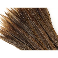 Golden Pheasant Feathers