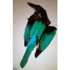 Kingfisher full skin