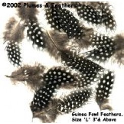 guinea fowl plumage