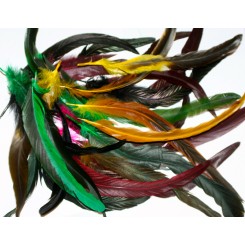 Bag of 6 Mixed long Coque Feathers 6-10inch