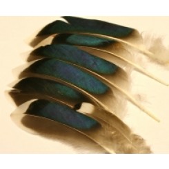 mallard duck wing feathers