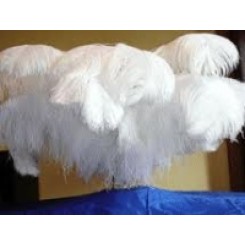 ostrich plume feather 24-26inch all colours