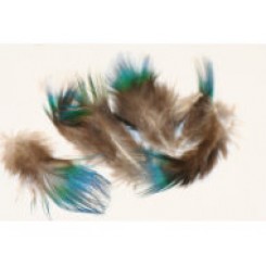 peacock plumage blue