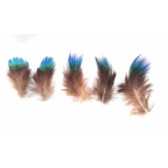 peacock plumage blue