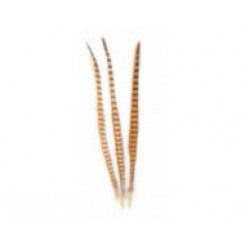 Ringneck Pheasant Feathers