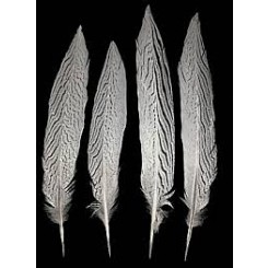 Silver Pheasant feather