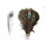 50 Peacock Feathers 10-12inch