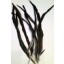 6x 10-14inch long black coque feather 