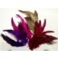 Dyed Jungle Cock Feathers