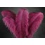 ostrich plume feather 22-24inch all colours