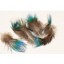 peacock plumage blue