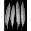 Silver Pheasant feather