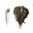 50 Peacock Feathers 10-12inch
