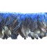 6/8inch Coque Feather Fringe blue