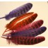 bag dyed pheasant wing feathers