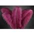 ostrich plume feather 22-24inch all colours