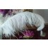 ostrich plume feather 26-28inch all colours